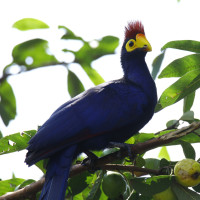 Ross's Turaco